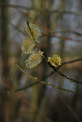 <i class='fa fa-user'></i>&nbsp;kbak&nbsp;|  Wilg sp.&nbsp; <i class='fa fa-eye'>&nbsp;67</i> &nbsp; <i class='fa fa-comment-o'>&nbsp;2</i>