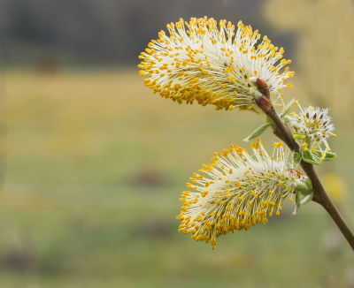 <i class='fa fa-user'></i>&nbsp;janvangastel&nbsp;|  Grauwe Wilg&nbsp; <i class='fa fa-eye'>&nbsp;55</i> &nbsp;<i class='fa fa-thumbs-up'>&nbsp;2</i> &nbsp; <i class='fa fa-comment-o'>&nbsp;2</i>