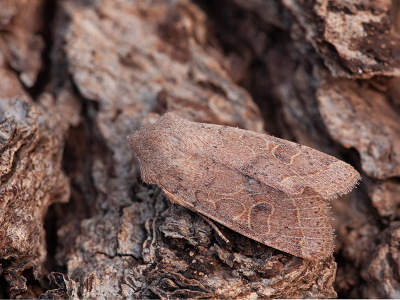 <i class='fa fa-user'></i>&nbsp;Louis&nbsp;|  Tweestreepvoorjaarsuil&nbsp; <i class='fa fa-eye'>&nbsp;60</i> &nbsp;<i class='fa fa-thumbs-up'>&nbsp;5</i> &nbsp; <i class='fa fa-comment-o'>&nbsp;1</i>