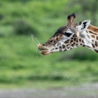 <i class='fa fa-user'></i>&nbsp;harrie69&nbsp;|  Giraffe&nbsp; <i class='fa fa-eye'>&nbsp;105</i> &nbsp;<i class='fa fa-thumbs-up'>&nbsp;4</i> &nbsp; <i class='fa fa-comment-o'>&nbsp;2</i>