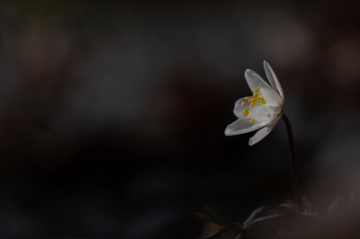 <i class='fa fa-user'></i>&nbsp;Johan van Gurp&nbsp;|  Bosanemoon&nbsp; <i class='fa fa-eye'>&nbsp;80</i> &nbsp;<i class='fa fa-thumbs-up'>&nbsp;4</i> &nbsp; <i class='fa fa-comment-o'>&nbsp;4</i>