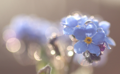 <i class='fa fa-user'></i>&nbsp;rixte&nbsp;|  Bosvergeet-mij-nietje&nbsp; <i class='fa fa-eye'>&nbsp;57</i> &nbsp;<i class='fa fa-thumbs-up'>&nbsp;2</i> &nbsp; <i class='fa fa-comment-o'>&nbsp;5</i>