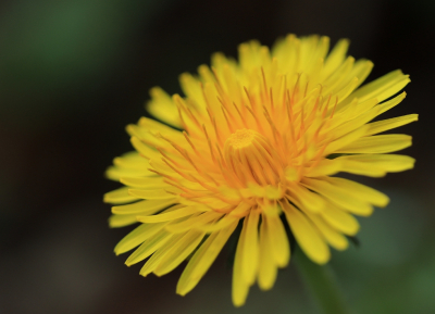 <i class='fa fa-user'></i>&nbsp;Tineke Strijbosch&nbsp;|  Paardenbloem&nbsp; <i class='fa fa-eye'>&nbsp;64</i> &nbsp;<i class='fa fa-thumbs-up'>&nbsp;2</i> &nbsp; <i class='fa fa-comment-o'>&nbsp;2</i>