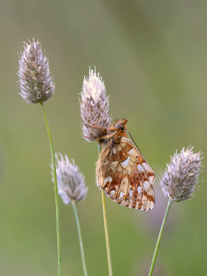 <i class='fa fa-user'></i>&nbsp;Mignon-Creative&nbsp;|  Herdersparelmoervlinder&nbsp; <i class='fa fa-eye'>&nbsp;83</i> &nbsp;<i class='fa fa-thumbs-up'>&nbsp;9</i> &nbsp; <i class='fa fa-comment-o'>&nbsp;3</i>