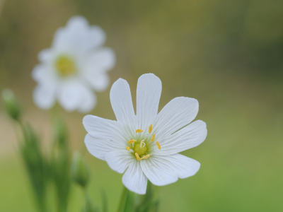 <i class='fa fa-user'></i>&nbsp;janvangastel&nbsp;|  Akkerhoornbloem&nbsp; <i class='fa fa-eye'>&nbsp;60</i> &nbsp;<i class='fa fa-thumbs-up'>&nbsp;2</i> &nbsp; <i class='fa fa-comment-o'>&nbsp;2</i>