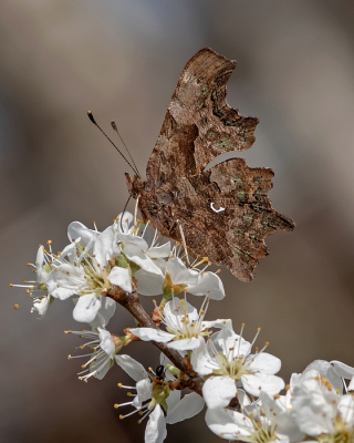 <i class='fa fa-user'></i>&nbsp;Johan van Gurp&nbsp;|  Gehakkelde Aurelia&nbsp; <i class='fa fa-eye'>&nbsp;72</i> &nbsp;<i class='fa fa-thumbs-up'>&nbsp;4</i> &nbsp; <i class='fa fa-comment-o'>&nbsp;1</i>
