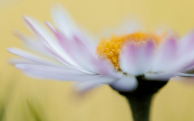 Het lijkt vandaag alweer lang geleden maar nog maar 3 dagen geleden dit madeliefje in heerlijk lenteweer kunnen fotograferen.