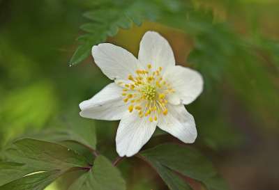 <i class='fa fa-user'></i>&nbsp;Cor&nbsp;|  Bosanemoon&nbsp; <i class='fa fa-eye'>&nbsp;87</i> &nbsp;<i class='fa fa-thumbs-up'>&nbsp;10</i> &nbsp; <i class='fa fa-comment-o'>&nbsp;7</i>