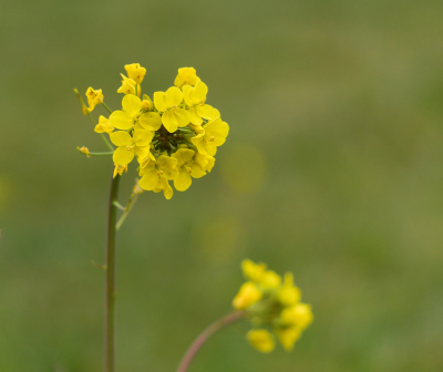 <i class='fa fa-user'></i>&nbsp;janvangastel&nbsp;|  Koolzaad&nbsp; <i class='fa fa-eye'>&nbsp;52</i> &nbsp; <i class='fa fa-comment-o'>&nbsp;2</i>