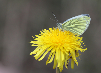 <i class='fa fa-user'></i>&nbsp;Paul Vandebroek&nbsp;|  Klein Geaderd Witje&nbsp; <i class='fa fa-eye'>&nbsp;75</i> &nbsp;<i class='fa fa-thumbs-up'>&nbsp;6</i> &nbsp; <i class='fa fa-comment-o'>&nbsp;6</i>