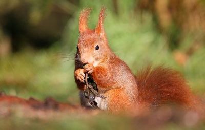 <i class='fa fa-user'></i>&nbsp;Ruben de Bruijn&nbsp;|  Eekhoorn&nbsp; <i class='fa fa-eye'>&nbsp;60</i> &nbsp; <i class='fa fa-comment-o'>&nbsp;2</i>