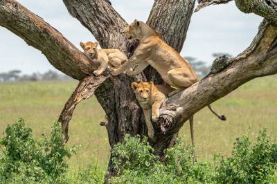 <i class='fa fa-user'></i>&nbsp;harrie69&nbsp;|  Leeuw&nbsp; <i class='fa fa-eye'>&nbsp;89</i> &nbsp;<i class='fa fa-thumbs-up'>&nbsp;3</i> &nbsp; <i class='fa fa-comment-o'>&nbsp;1</i>