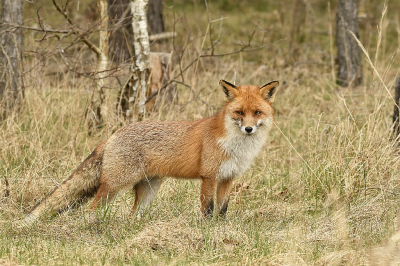 <i class='fa fa-user'></i>&nbsp;Arne Bakker&nbsp;|  Vos&nbsp; <i class='fa fa-eye'>&nbsp;112</i> &nbsp;<i class='fa fa-thumbs-up'>&nbsp;1</i> &nbsp; <i class='fa fa-comment-o'>&nbsp;3</i>