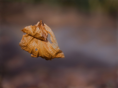 <i class='fa fa-user'></i>&nbsp;janvangastel&nbsp;|  Beuk&nbsp; <i class='fa fa-eye'>&nbsp;61</i> &nbsp;<i class='fa fa-thumbs-up'>&nbsp;3</i> &nbsp; <i class='fa fa-comment-o'>&nbsp;3</i>