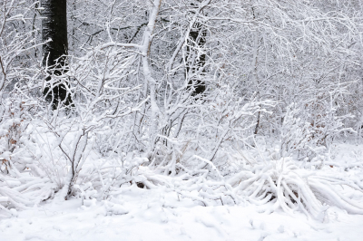 <i class='fa fa-user'></i>&nbsp;nelappelmelk&nbsp;|  Winter wonderland&nbsp; <i class='fa fa-eye'>&nbsp;94</i> &nbsp; <i class='fa fa-comment-o'>&nbsp;8</i>