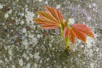 <i class='fa fa-user'></i>&nbsp;Robert Rodenburg&nbsp;|  Gewone Esdoorn&nbsp; <i class='fa fa-eye'>&nbsp;74</i> &nbsp;<i class='fa fa-thumbs-up'>&nbsp;1</i> &nbsp; <i class='fa fa-comment-o'>&nbsp;5</i>