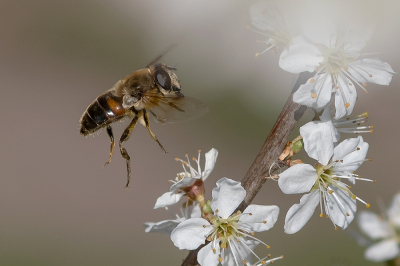 <i class='fa fa-user'></i>&nbsp;Johan van Gurp&nbsp;|  Blinde Bij&nbsp; <i class='fa fa-eye'>&nbsp;86</i> &nbsp;<i class='fa fa-thumbs-up'>&nbsp;8</i> &nbsp; <i class='fa fa-comment-o'>&nbsp;7</i>