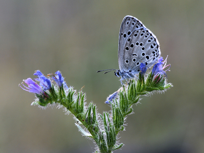 <i class='fa fa-user'></i>&nbsp;Mignon-Creative&nbsp;|  Tijmblauwtje&nbsp; <i class='fa fa-eye'>&nbsp;92</i> &nbsp;<i class='fa fa-thumbs-up'>&nbsp;7</i> &nbsp; <i class='fa fa-comment-o'>&nbsp;7</i>