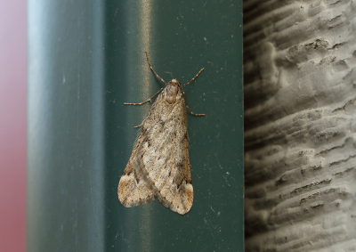 <i class='fa fa-user'></i>&nbsp;Ad Sprang&nbsp;|  Voorjaarsboomspanner&nbsp; <i class='fa fa-eye'>&nbsp;64</i> &nbsp; <i class='fa fa-comment-o'>&nbsp;1</i>