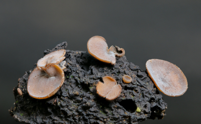 <i class='fa fa-user'></i>&nbsp;Robert Rodenburg&nbsp;|  Eikelbekertje&nbsp; <i class='fa fa-eye'>&nbsp;81</i> &nbsp;<i class='fa fa-thumbs-up'>&nbsp;2</i> &nbsp; <i class='fa fa-comment-o'>&nbsp;5</i>