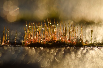 <i class='fa fa-user'></i>&nbsp;Truus Aletta Maan&nbsp;|  Gewoon Purpersteeltje&nbsp; <i class='fa fa-eye'>&nbsp;88</i> &nbsp;<i class='fa fa-thumbs-up'>&nbsp;3</i> &nbsp; <i class='fa fa-comment-o'>&nbsp;5</i>