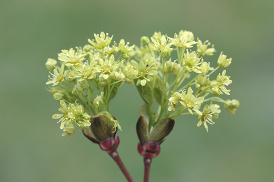 <i class='fa fa-user'></i>&nbsp;Paul Vandebroek&nbsp;|  Noorse Esdoorn&nbsp; <i class='fa fa-eye'>&nbsp;63</i> &nbsp;<i class='fa fa-thumbs-up'>&nbsp;2</i> &nbsp; <i class='fa fa-comment-o'>&nbsp;3</i>