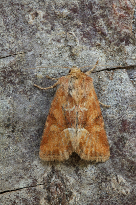 <i class='fa fa-user'></i>&nbsp;Robert Rodenburg&nbsp;|  Oranjegeel Halmuiltje&nbsp; <i class='fa fa-eye'>&nbsp;64</i> &nbsp;<i class='fa fa-thumbs-up'>&nbsp;4</i> &nbsp; <i class='fa fa-comment-o'>&nbsp;3</i>