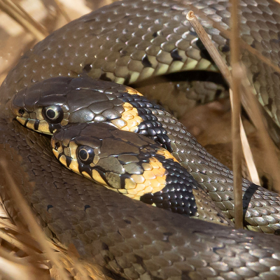 <i class='fa fa-user'></i>&nbsp;Tom&nbsp;|  Barred Grass Snake&nbsp; <i class='fa fa-eye'>&nbsp;145</i> &nbsp;<i class='fa fa-thumbs-up'>&nbsp;4</i> &nbsp; <i class='fa fa-comment-o'>&nbsp;5</i>