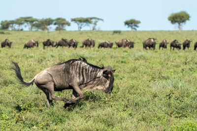 <i class='fa fa-user'></i>&nbsp;harrie69&nbsp;|  Blauwe Gnoe&nbsp; <i class='fa fa-eye'>&nbsp;99</i> &nbsp;<i class='fa fa-thumbs-up'>&nbsp;1</i> &nbsp; <i class='fa fa-comment-o'>&nbsp;6</i>