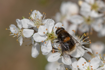 <i class='fa fa-user'></i>&nbsp;Johan van Gurp&nbsp;|  Hommelbijvlieg&nbsp; <i class='fa fa-eye'>&nbsp;49</i> &nbsp; <i class='fa fa-comment-o'>&nbsp;1</i>