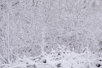 <i class='fa fa-user'></i>&nbsp;David&nbsp;|  Sneeuw op de takken&nbsp; <i class='fa fa-eye'>&nbsp;75</i> &nbsp;<i class='fa fa-thumbs-up'>&nbsp;1</i> &nbsp; <i class='fa fa-comment-o'>&nbsp;4</i>