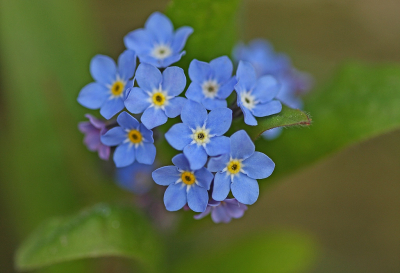 <i class='fa fa-user'></i>&nbsp;Cor&nbsp;|  Moerasvergeet-mij-nietje&nbsp; <i class='fa fa-eye'>&nbsp;69</i> &nbsp;<i class='fa fa-thumbs-up'>&nbsp;11</i> &nbsp; <i class='fa fa-comment-o'>&nbsp;9</i>