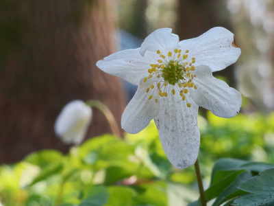 <i class='fa fa-user'></i>&nbsp;janvangastel&nbsp;|  Bosanemoon&nbsp; <i class='fa fa-eye'>&nbsp;60</i> &nbsp;<i class='fa fa-thumbs-up'>&nbsp;1</i> &nbsp; <i class='fa fa-comment-o'>&nbsp;5</i>