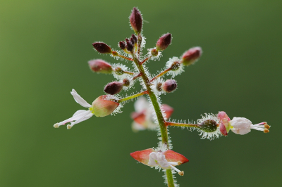 <i class='fa fa-user'></i>&nbsp;Robert Rodenburg&nbsp;|  Groot Heksenkruid&nbsp; <i class='fa fa-eye'>&nbsp;91</i> &nbsp;<i class='fa fa-thumbs-up'>&nbsp;5</i> &nbsp; <i class='fa fa-comment-o'>&nbsp;8</i>