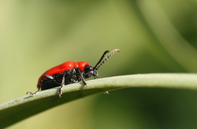 In de tuin gefotografeerd, op zoek naar allerlei kleine beestjes. Ik kon drie soorten beestjes vinden, paar springstaartjes, luizen en dit leliehaantje. Dit leliehaantje was lekker aan de wandel over de blaadjes terwijl ik hem aan het fotograferen was.