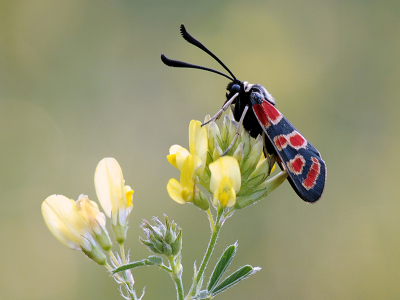 <i class='fa fa-user'></i>&nbsp;Mignon-Creative&nbsp;|  Oogvlek-sint-jansvlinder&nbsp; <i class='fa fa-eye'>&nbsp;121</i> &nbsp;<i class='fa fa-thumbs-up'>&nbsp;6</i> &nbsp; <i class='fa fa-comment-o'>&nbsp;14</i>