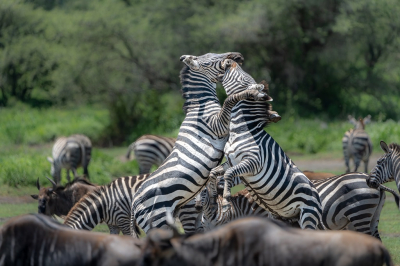 <i class='fa fa-user'></i>&nbsp;harrie69&nbsp;|  Gewone Zebra&nbsp; <i class='fa fa-eye'>&nbsp;81</i> &nbsp; <i class='fa fa-comment-o'>&nbsp;1</i>