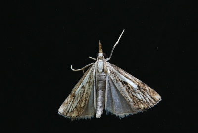 <i class='fa fa-user'></i>&nbsp;Robert Rodenburg&nbsp;|  Drietandvlakjesmot&nbsp; <i class='fa fa-eye'>&nbsp;72</i> &nbsp;<i class='fa fa-thumbs-up'>&nbsp;2</i> &nbsp; <i class='fa fa-comment-o'>&nbsp;4</i>