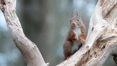 <i class='fa fa-user'></i>&nbsp;nelappelmelk&nbsp;|  Eekhoorn&nbsp; <i class='fa fa-eye'>&nbsp;95</i> &nbsp;<i class='fa fa-thumbs-up'>&nbsp;7</i> &nbsp; <i class='fa fa-comment-o'>&nbsp;8</i>