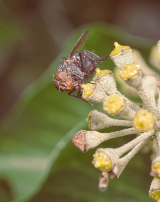 <i class='fa fa-user'></i>&nbsp;janvangastel&nbsp;|  Bromvlieg sp.&nbsp; <i class='fa fa-eye'>&nbsp;58</i> &nbsp; <i class='fa fa-comment-o'>&nbsp;1</i>