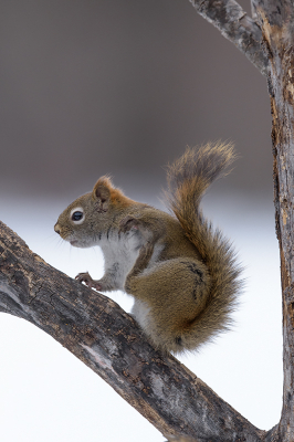 <i class='fa fa-user'></i>&nbsp;Jan Luit&nbsp;|  Amerikaanse Rode Eekhoorn&nbsp; <i class='fa fa-eye'>&nbsp;66</i> &nbsp;<i class='fa fa-thumbs-up'>&nbsp;2</i> &nbsp; <i class='fa fa-comment-o'>&nbsp;2</i>