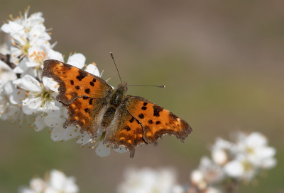 <i class='fa fa-user'></i>&nbsp;Johan van Gurp&nbsp;|  Gehakkelde Aurelia&nbsp; <i class='fa fa-eye'>&nbsp;70</i> &nbsp;<i class='fa fa-thumbs-up'>&nbsp;2</i> &nbsp; <i class='fa fa-comment-o'>&nbsp;1</i>