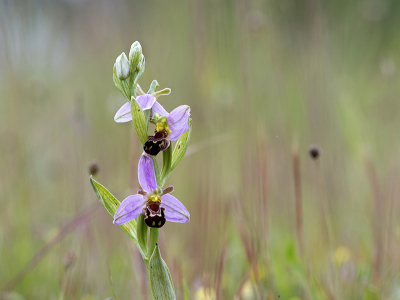 <i class='fa fa-user'></i>&nbsp;Mignon-Creative&nbsp;|  Bijenorchis&nbsp; <i class='fa fa-eye'>&nbsp;91</i> &nbsp;<i class='fa fa-thumbs-up'>&nbsp;2</i> &nbsp; <i class='fa fa-comment-o'>&nbsp;3</i>