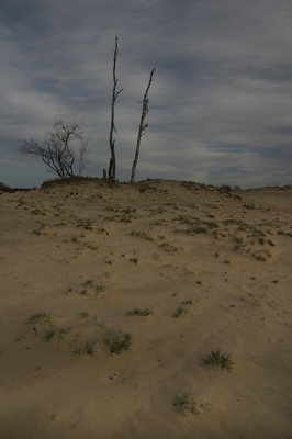 <i class='fa fa-user'></i> Martin van der Giesen | Loonse en Drunense duinen  <i class='fa fa-eye'> 154</i>   <i class='fa fa-comment-o'> 3</i>