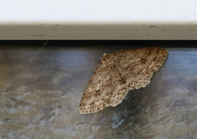 <i class='fa fa-user'></i>&nbsp;Ad Sprang&nbsp;|  Gewone Spikkelspanner&nbsp; <i class='fa fa-eye'>&nbsp;71</i> &nbsp;<i class='fa fa-thumbs-up'>&nbsp;1</i> &nbsp; <i class='fa fa-comment-o'>&nbsp;3</i>