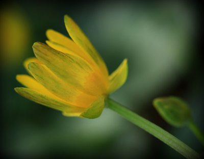 <i class='fa fa-user'></i>&nbsp;Tineke Strijbosch&nbsp;|  Gewoon Speenkruid&nbsp; <i class='fa fa-eye'>&nbsp;54</i> &nbsp;<i class='fa fa-thumbs-up'>&nbsp;3</i> &nbsp; <i class='fa fa-comment-o'>&nbsp;2</i>