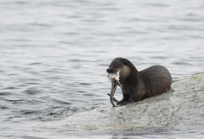 <i class='fa fa-user'></i>&nbsp;Eric Gibcus&nbsp;|  Otter&nbsp; <i class='fa fa-eye'>&nbsp;198</i> &nbsp;<i class='fa fa-thumbs-up'>&nbsp;4</i> &nbsp; <i class='fa fa-comment-o'>&nbsp;6</i>