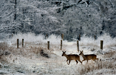 <i class='fa fa-user'></i>&nbsp;robert-jan&nbsp;|  Ree&nbsp; <i class='fa fa-eye'>&nbsp;116</i> &nbsp;<i class='fa fa-thumbs-up'>&nbsp;3</i> &nbsp; <i class='fa fa-comment-o'>&nbsp;6</i>