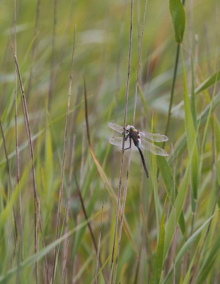 Terwijl we op zoek waren naar witwangsterns leverde deze leuke zuidelijke keizerlibel op. Een close-up was niet mogelijk, vandaar een libel in het landschap.