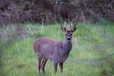 Lopen langs rustige gras plekken in het bos. Bij het begin van de avond. In het buitengebied lopen ze nu nog in groepen te grazen.